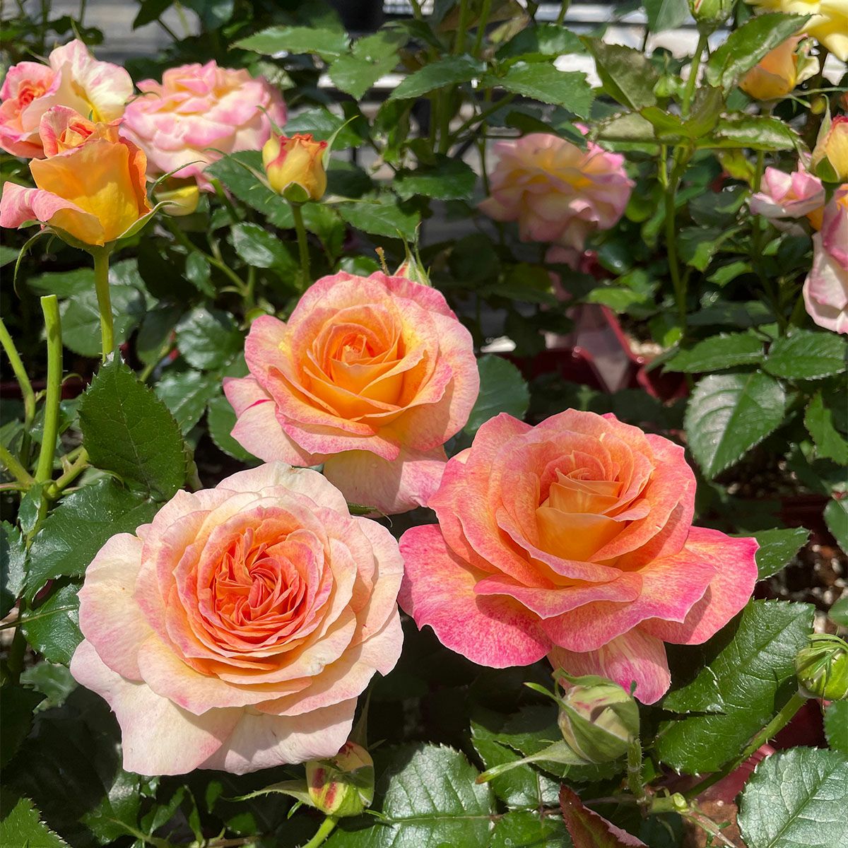 淡いアプリコット地にピンク色をしたローヴドゥレテというバラの画像