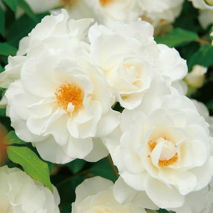 純白の白色をしたアイスバーグというバラの画像