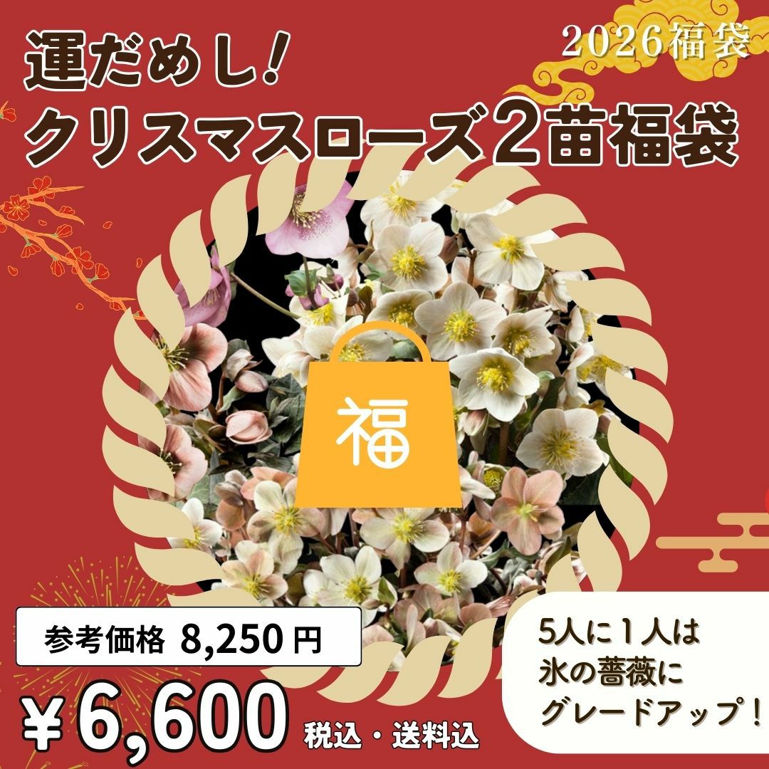 集ママ「セール」クリスマスローズ 苗 来季開花予定苗セット 楽天市場】2025年NEW クリスマスローズ 苗 5号プラ鉢入り