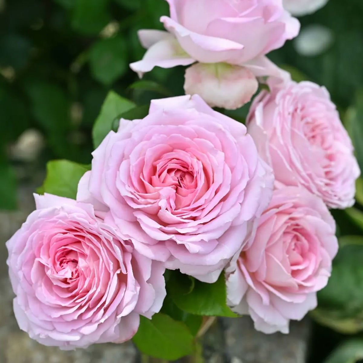 明るいピンクの花を咲かせる大輪ロゼット咲きのバラ、アローム・ディヴァンの画像