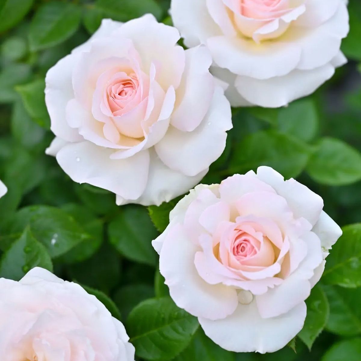 クリームホワイトと中心は淡いクリームピンク色をしたラソヴァジーヌテルエパッションというバラの画像