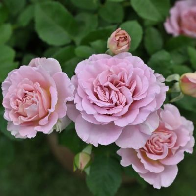 春の新苗♡綾♡正規タグ付き／バラ苗／芽接ぎ苗／4号ビニール