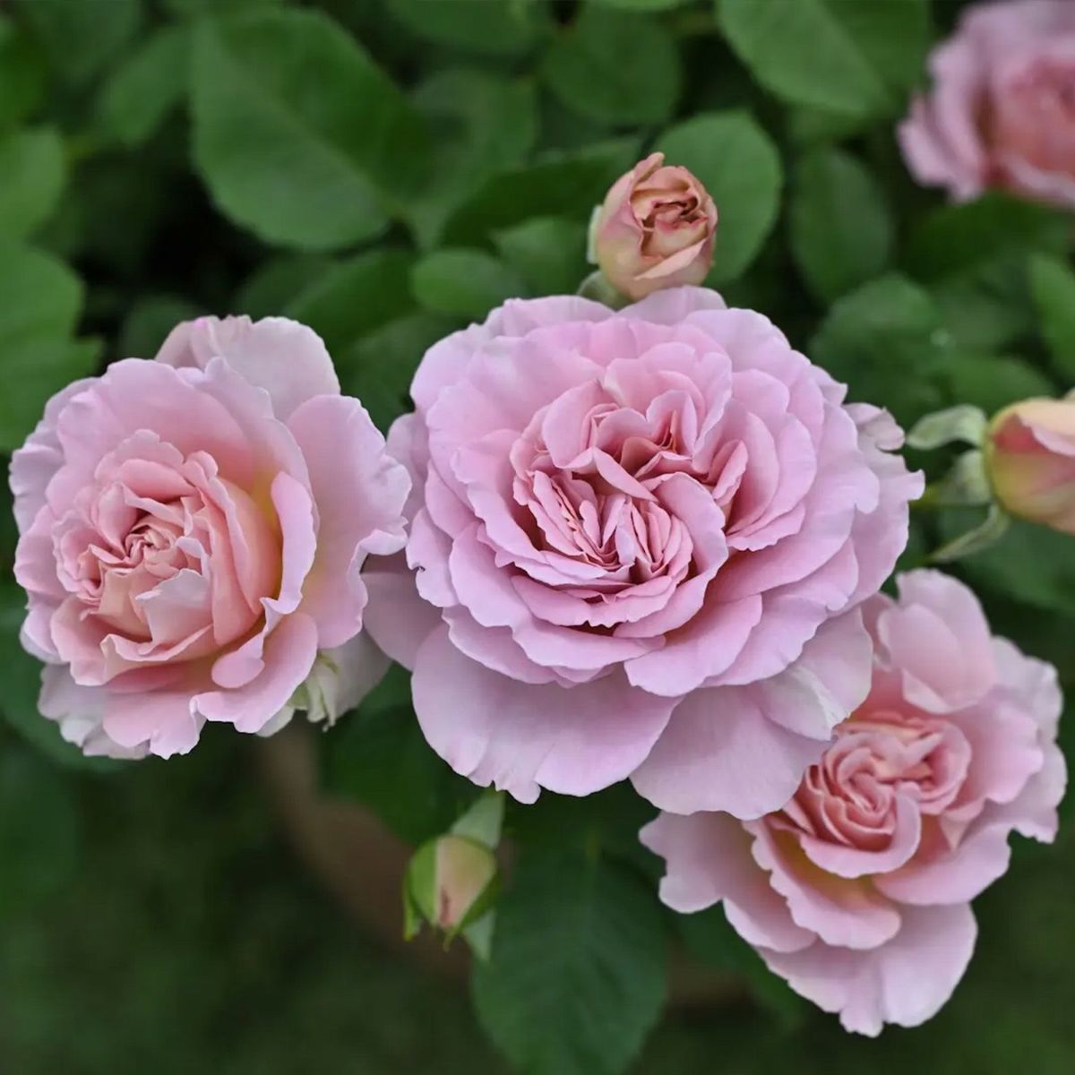 淡いモーヴ色のフリゼというバラの画像