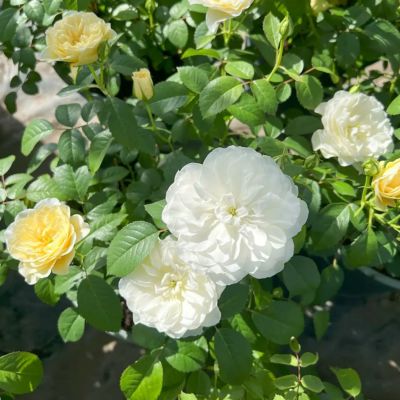 2024春の新苗♡ハルナ♡綾の姉妹品種／バラ苗／芽接ぎ苗／4号