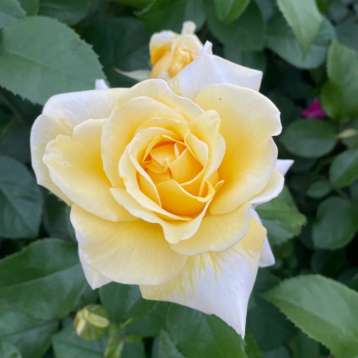 爽やかなレモンイエロー色をしたレモネードシロップというバラの画像