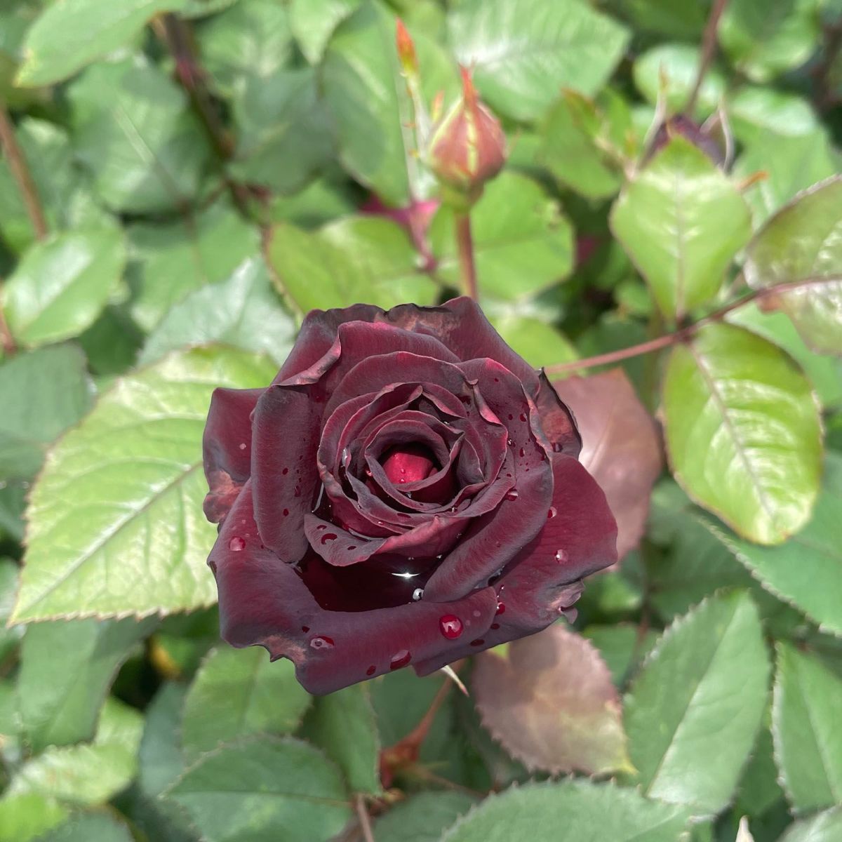 黒味の強い色をしたビターカヌレというバラの画像