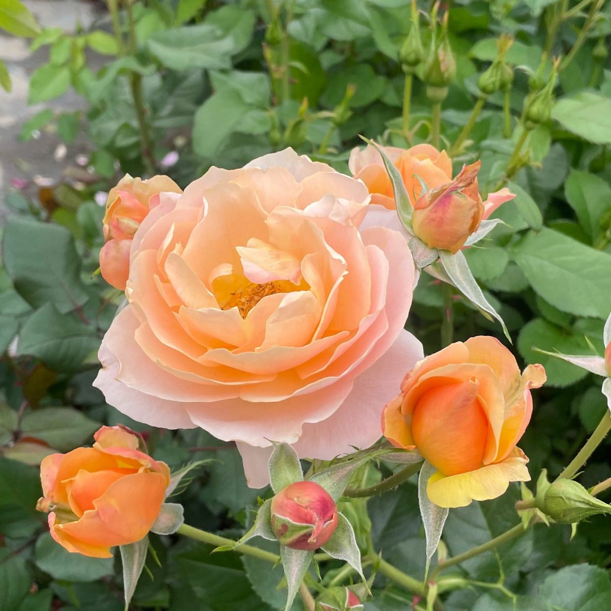 アプリコット色をしたスイートシフォンというバラの画像