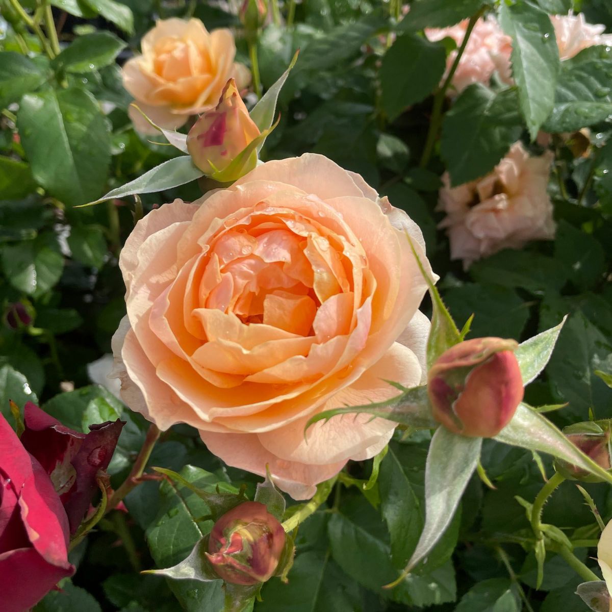 アプリコット色をしたスイートシフォンというバラの画像