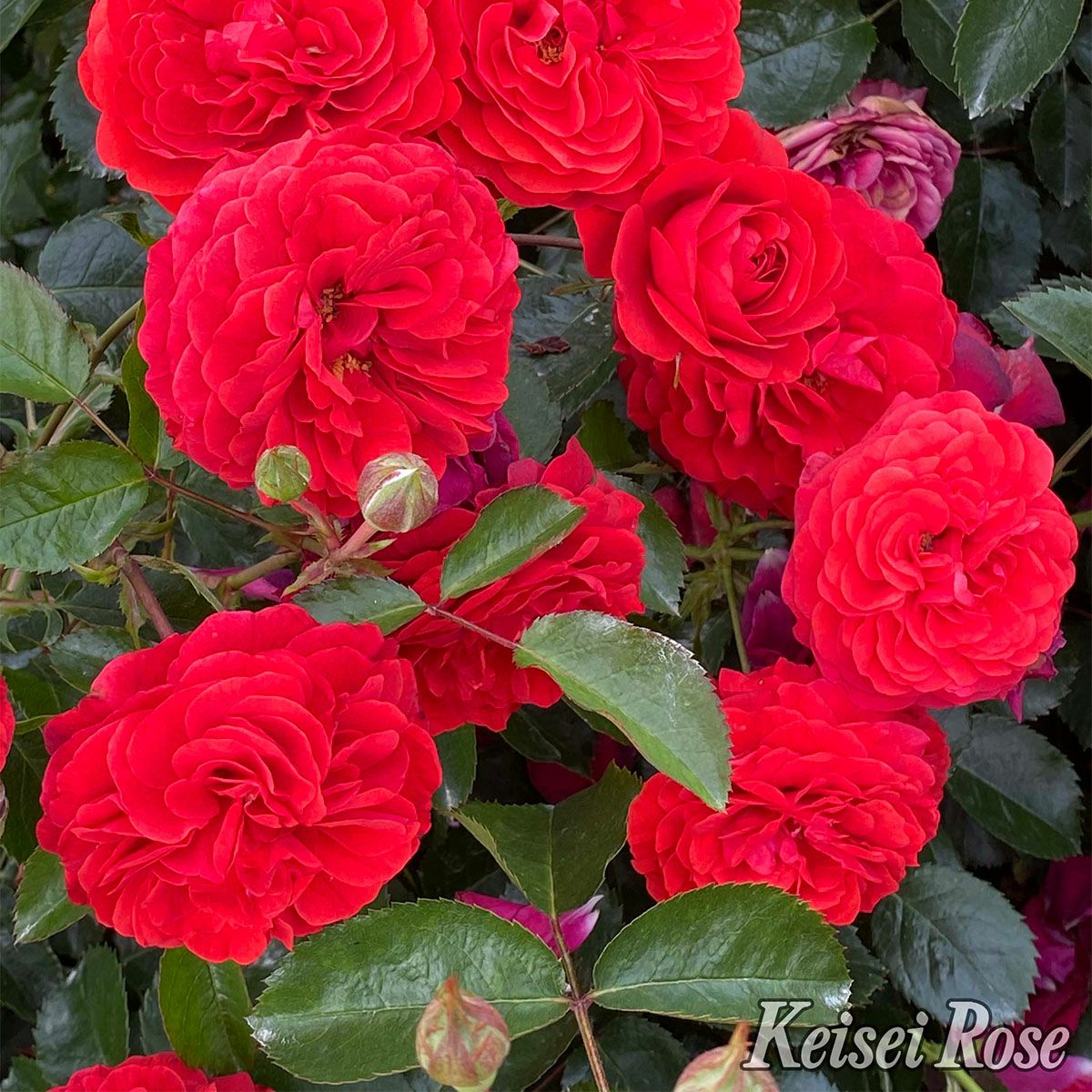 鮮やかな赤色のスカーレットボニカというバラの画像