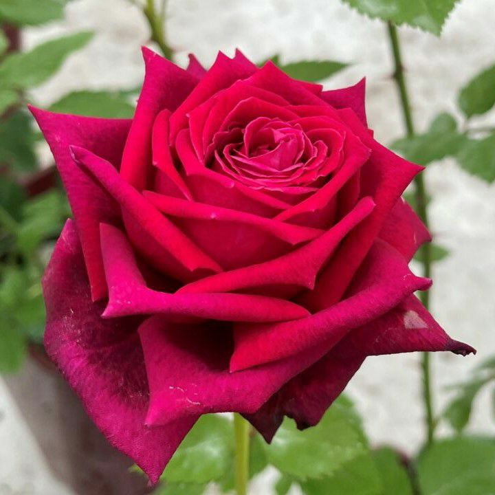 鮮やかな赤色のアーティストというバラの画像