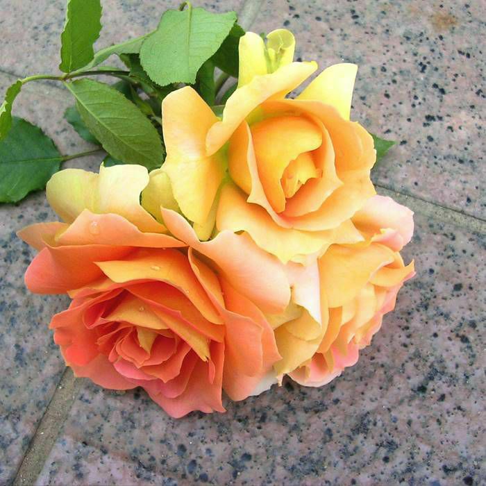 オレンジ色をしたブラスバンドというバラの画像