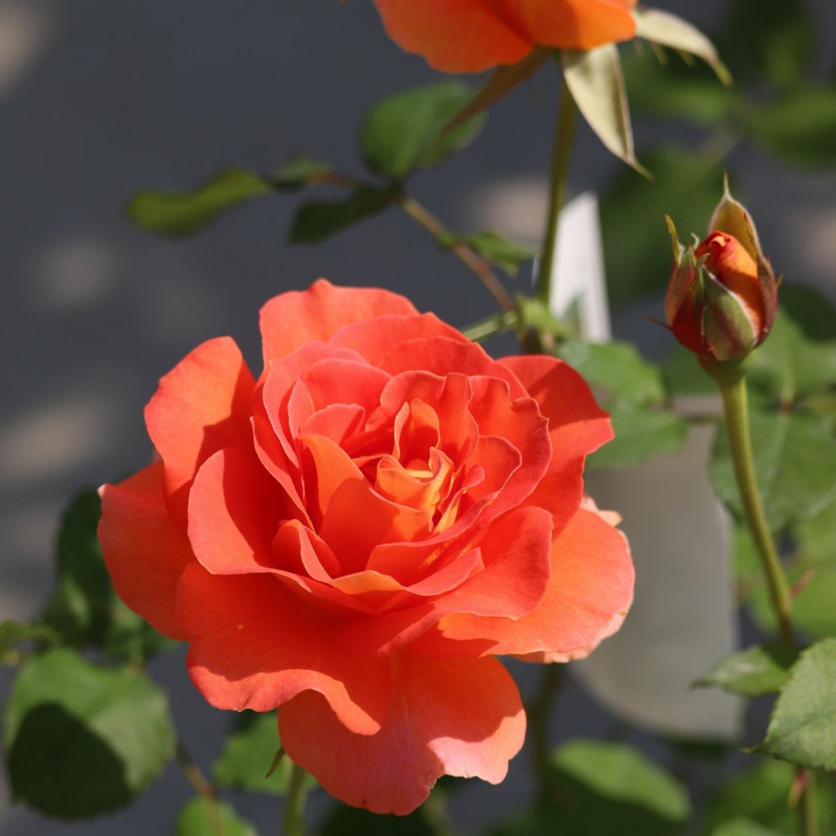 オレンジ色をしたブラスバンドというバラの画像