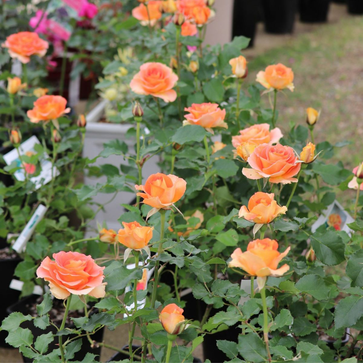 オレンジ色をしたブラスバンドというバラの画像