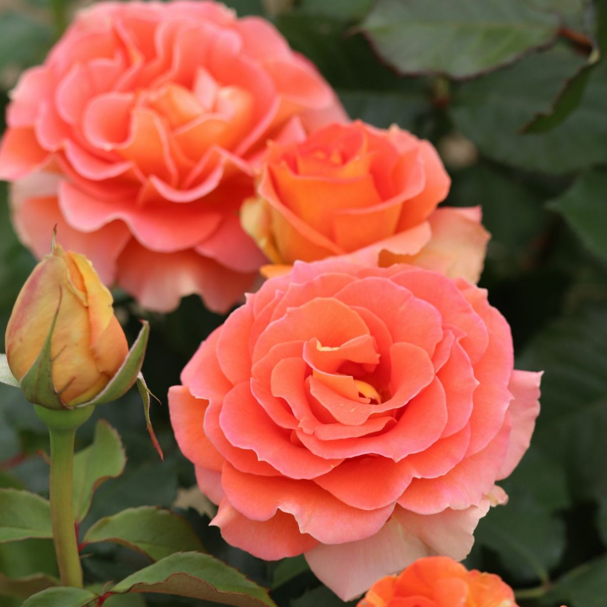 オレンジ色をしたブラスバンドというバラの画像