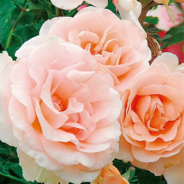 透明感のある淡いサーモンピンク色をしたミセスアイリスクロウというバラの画像