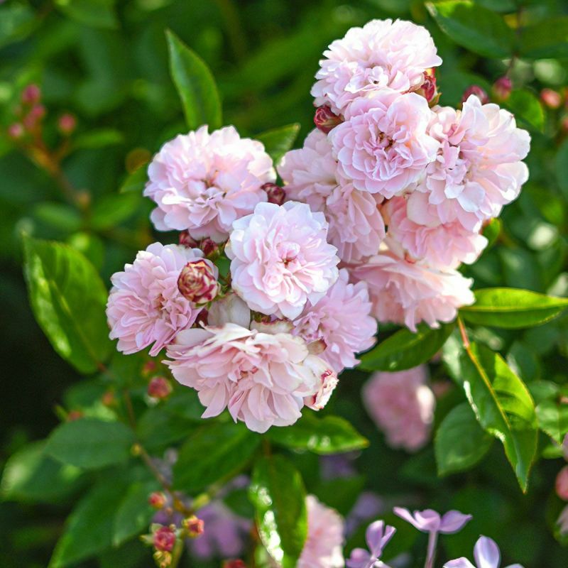 淡いさくらピンク～白色をしたこんぺいとうというバラの画像