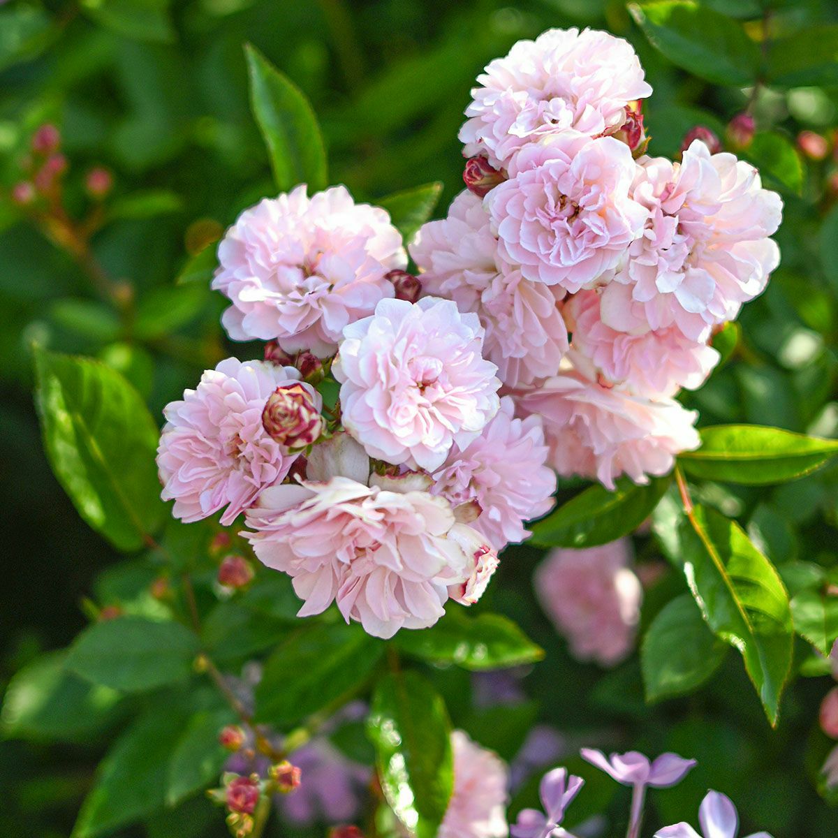 淡いさくらピンク～白色をしたこんぺいとうというバラの画像