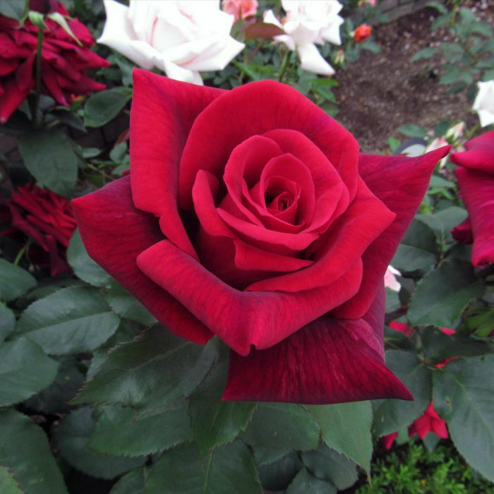 黒紅色をした嵐山（らんざん）というバラの画像