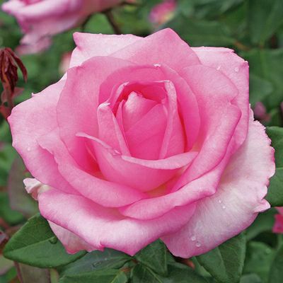 豊かなニュアンスのピンク色のビバリーというバラの画像