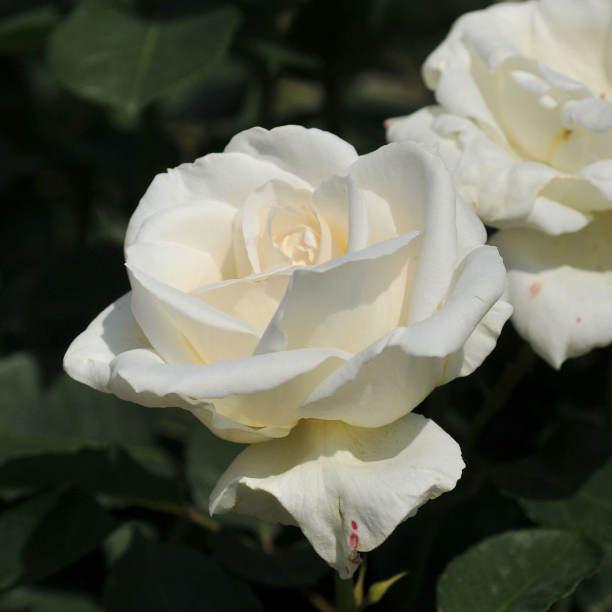 ほんのりとアイボリー色がかる白色をしたホワイトクリスマスというバラの画像