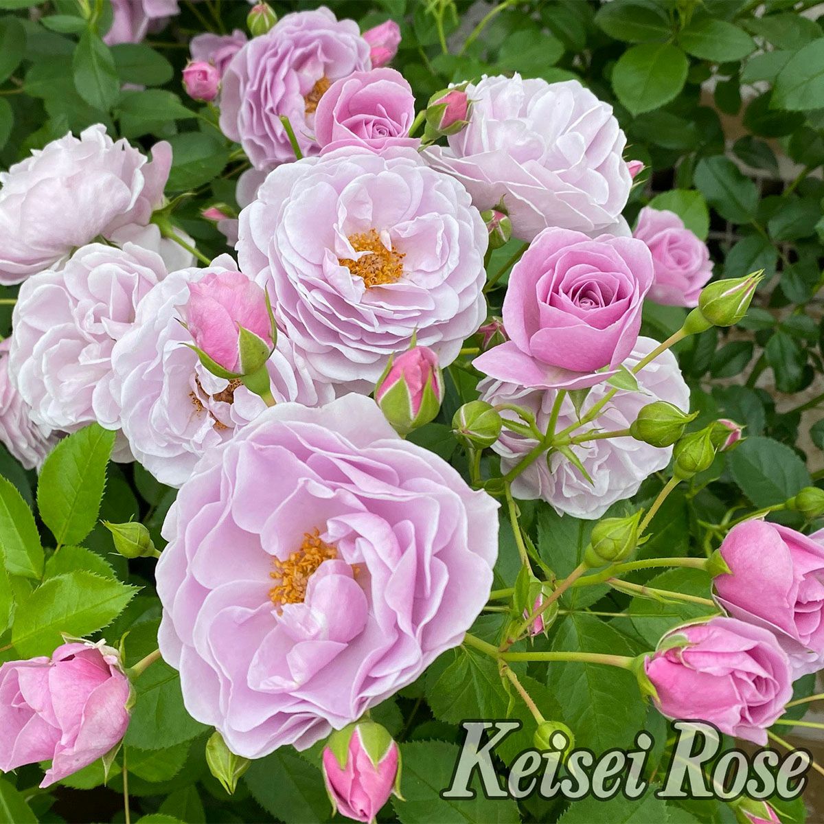 ライラック色のプロローグというバラの画像