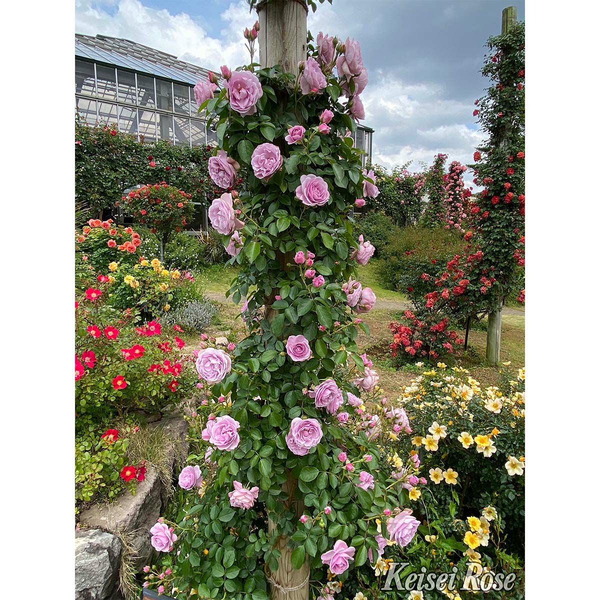 ライラック色のプロローグというバラの画像