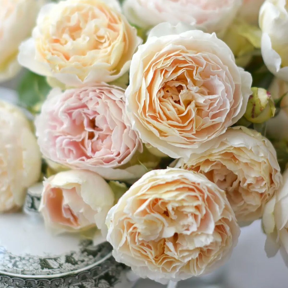 淡いアプリコットイエローからクリーム色をしたアンヌというバラの画像