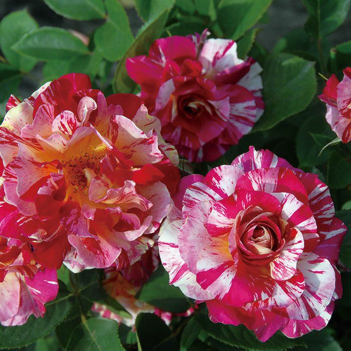 クリムゾンとホワイトのストライプ柄のモーリスユトリロというバラの画像