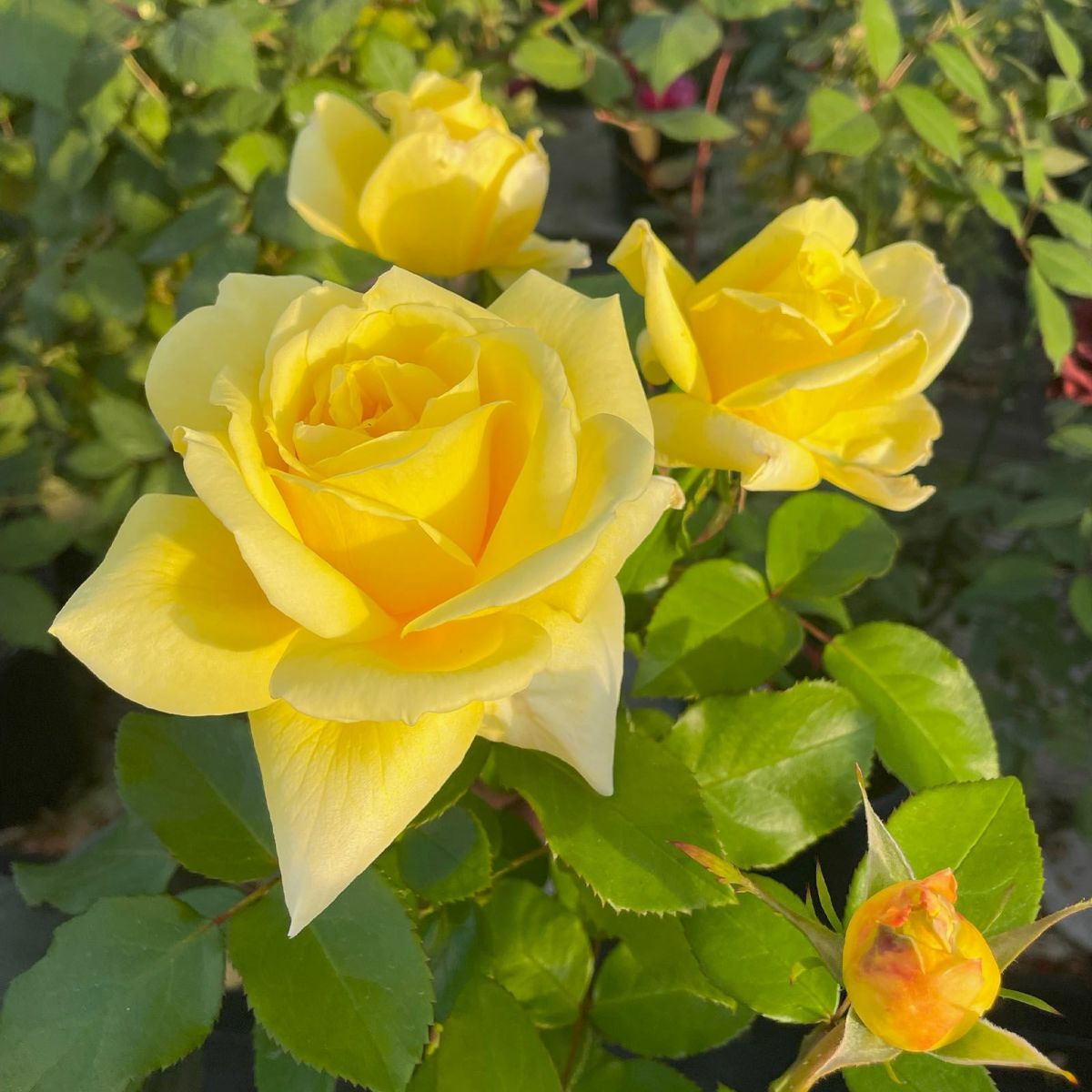 レモンイエロー色のレモネードシロップというバラの画像。京阪園芸創立７０周年メモリアルローズ