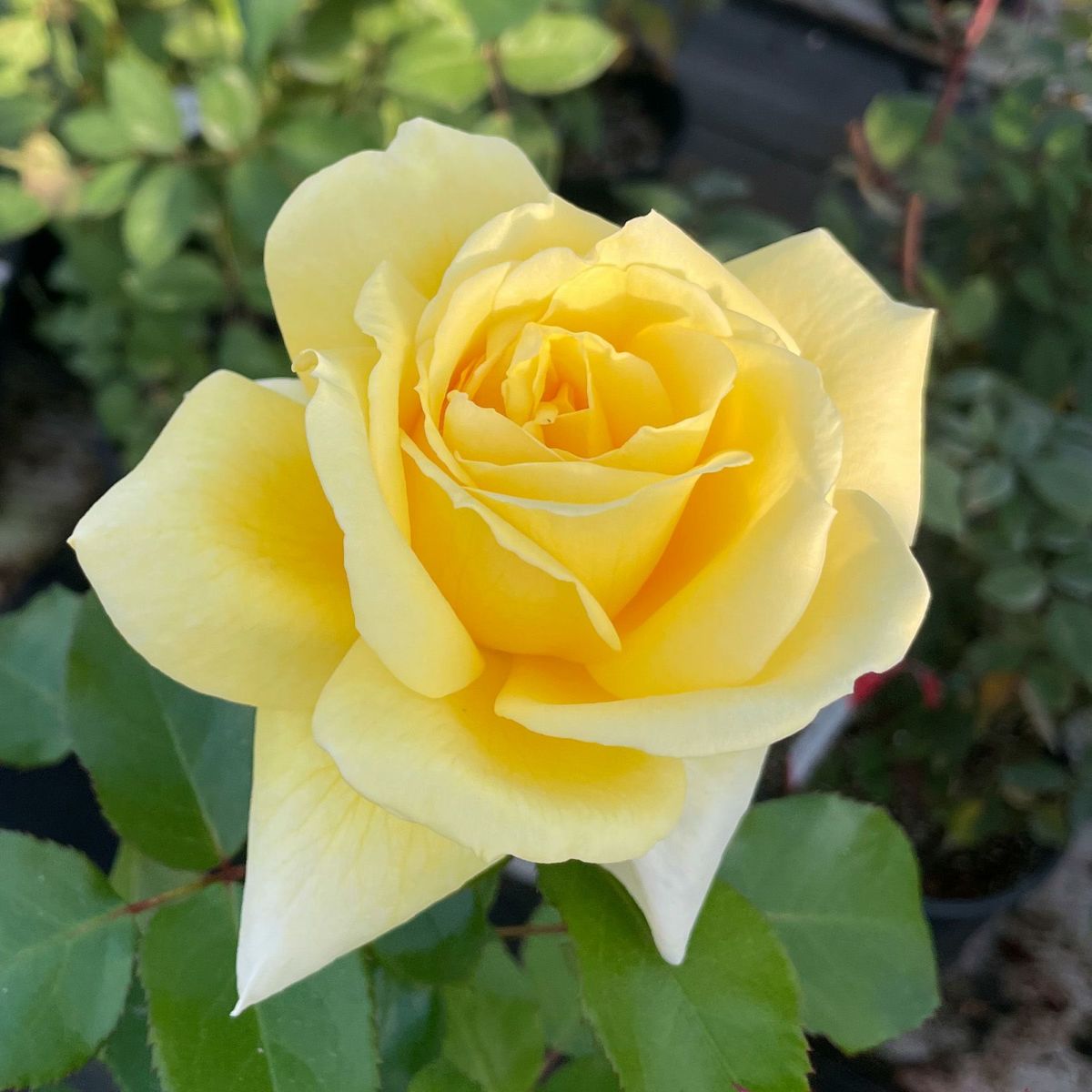 レモンイエロー色のレモネードシロップというバラの画像。京阪園芸創立７０周年メモリアルローズ