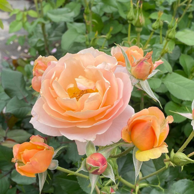 アプリコット色のスイートシフォンというバラの画像