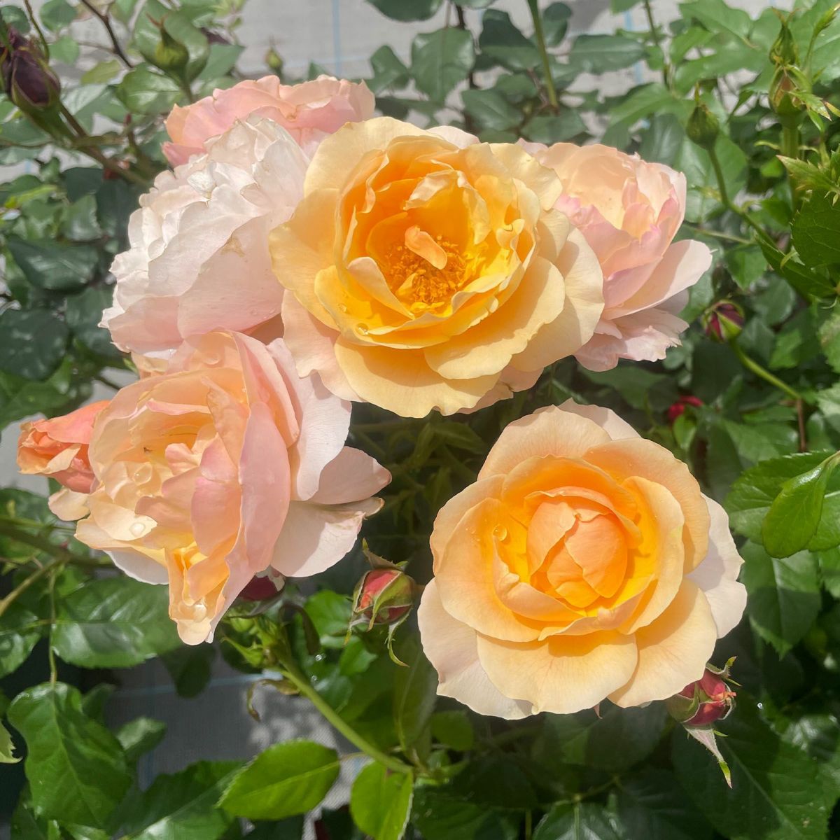 アプリコット色のスイートシフォンというバラの画像