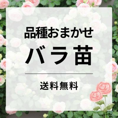 すぐにお届け可能なバラ苗｜バラと庭あそび京阪園芸公式ショップ 通販