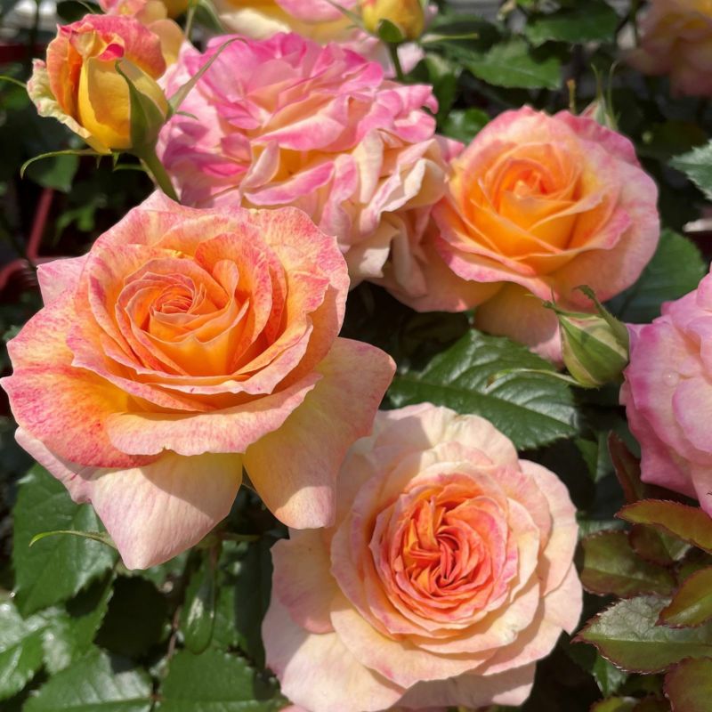 淡いアプリコット地にピンク色をしたローヴドゥレテというバラの画像