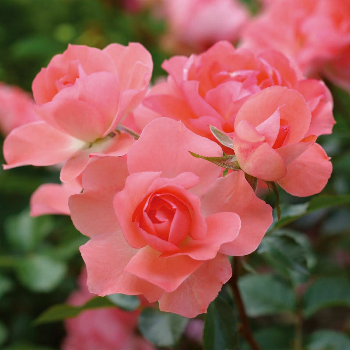 サーモンピンク色をしたジャルダンドゥフランスというバラの画像