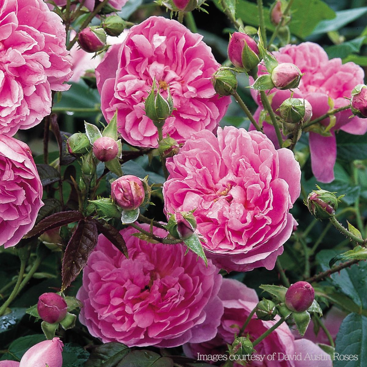 ローズピンク色をしたハーロウカーというバラの画像