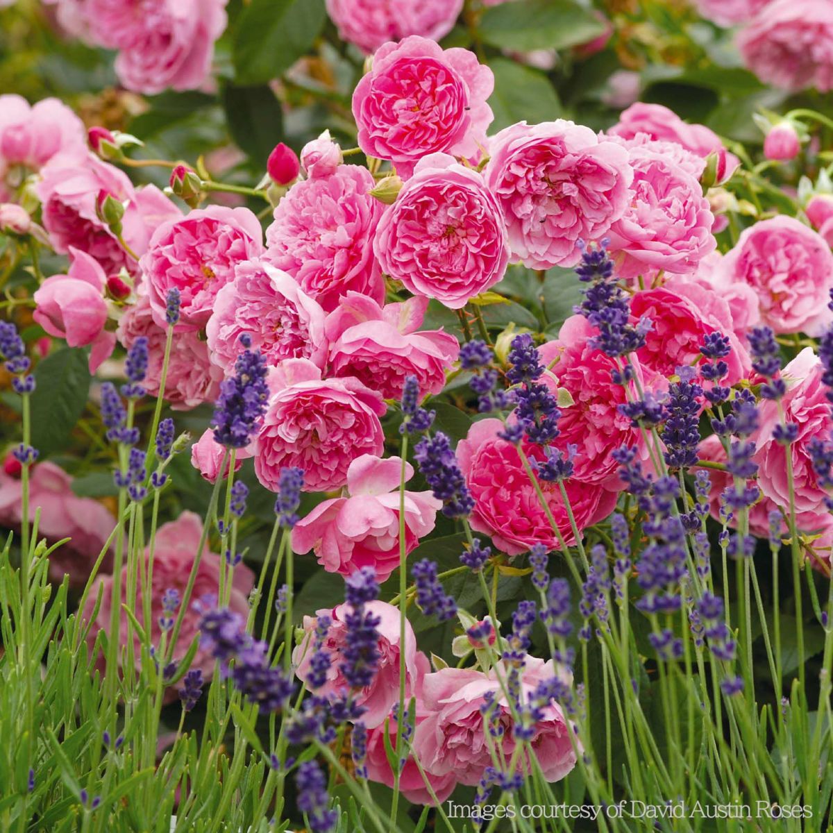 ローズピンク色をしたハーロウカーというバラの画像