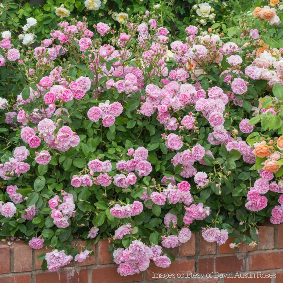 ローズピンク色をしたハーロウカーというバラの画像