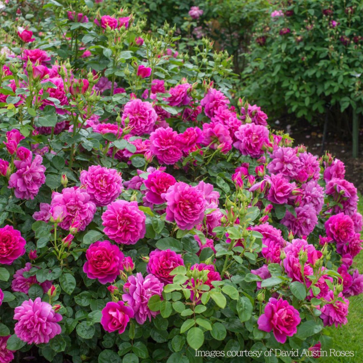 深いピンク、時に赤みを帯びた色をしたプリンセスアンというバラの画像