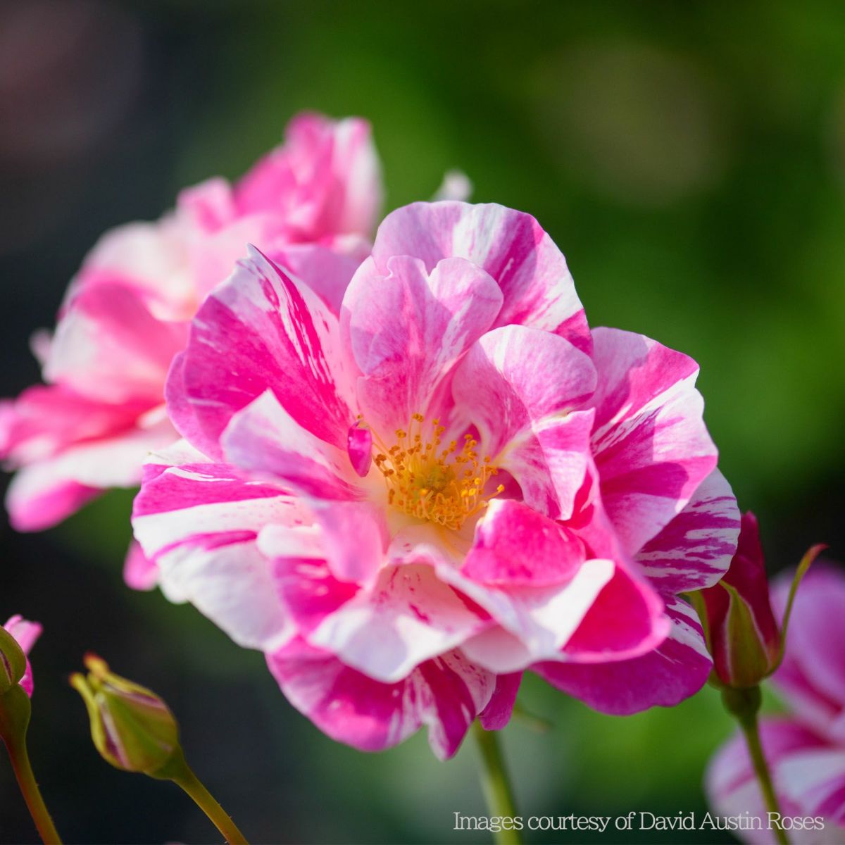 ピンクと白のしま模様の色をしたザキングズローズというバラの画像