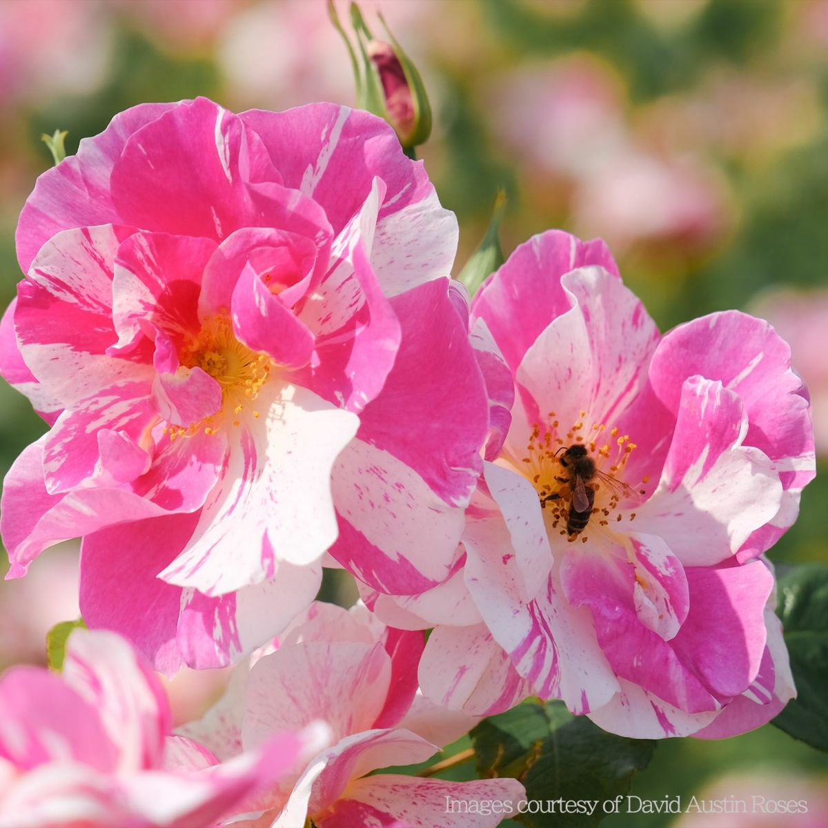 ピンクと白のしま模様の色をしたザキングズローズというバラの画像