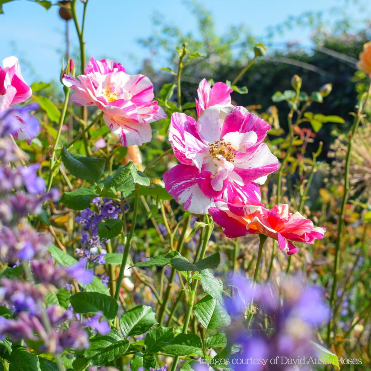 ピンクと白のしま模様の色をしたザキングズローズというバラの画像