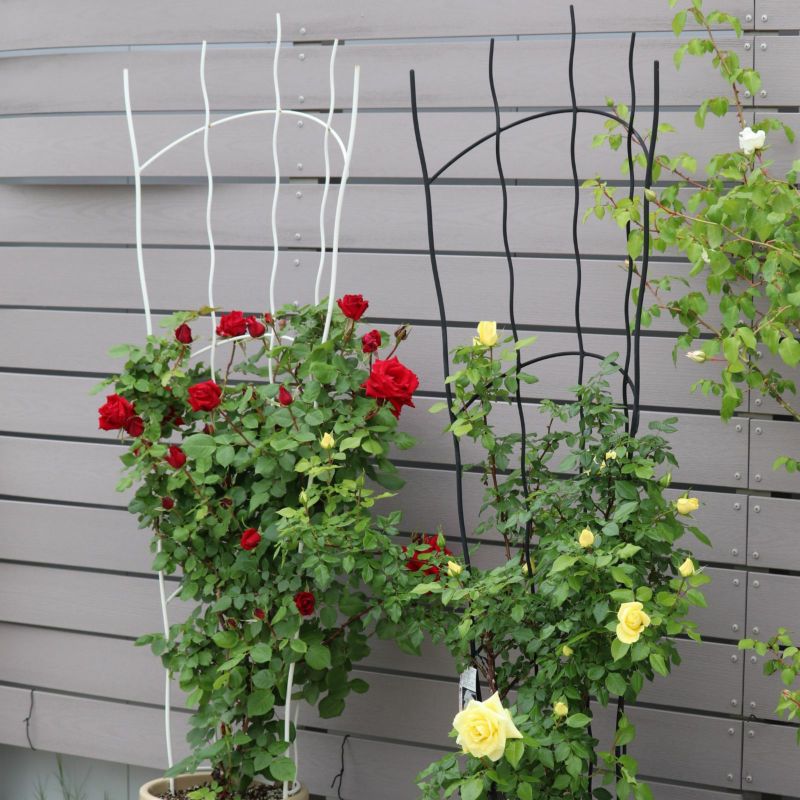 アーチ型のトレリスに誘引したバラの写真