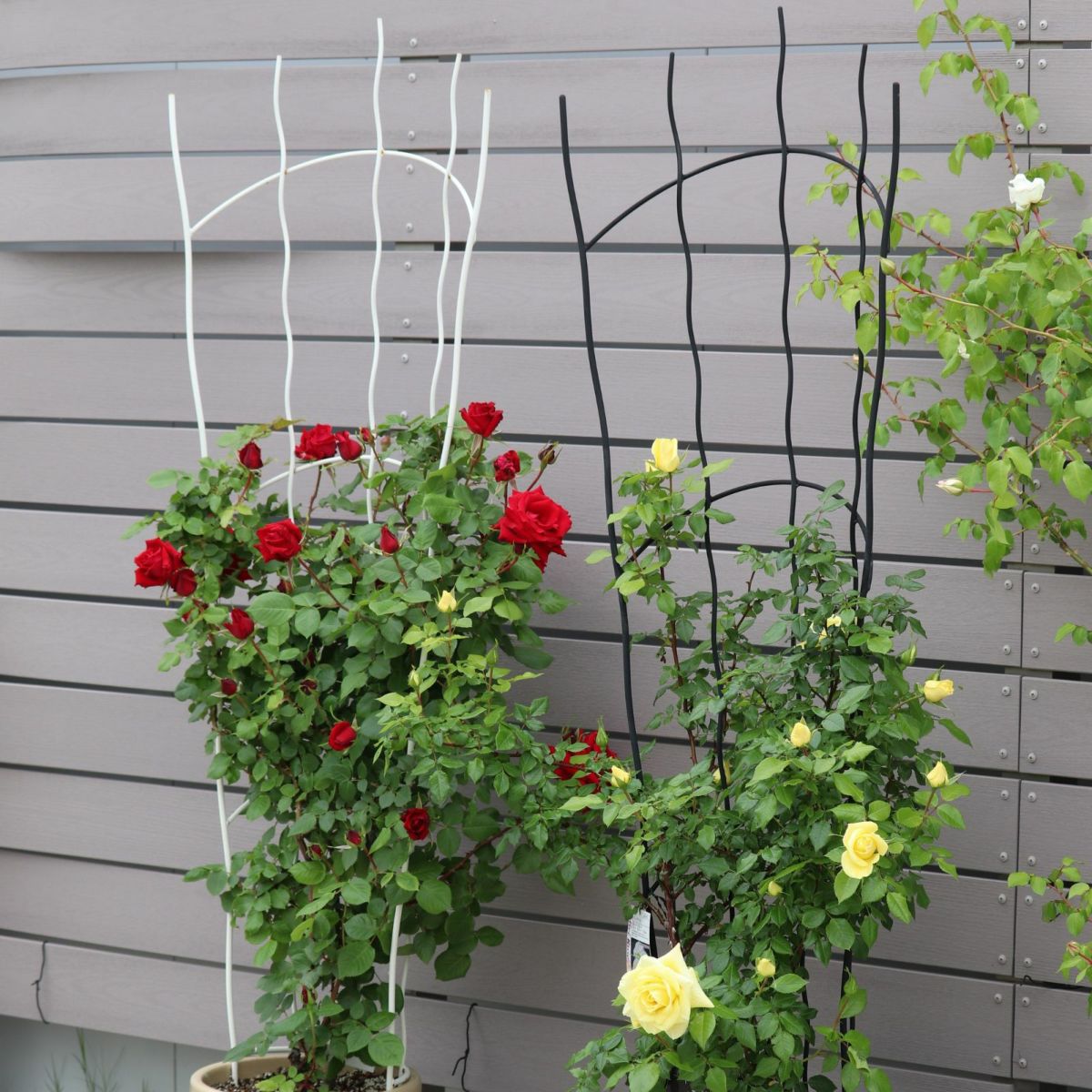 アーチ型のトレリスに誘引したバラの写真