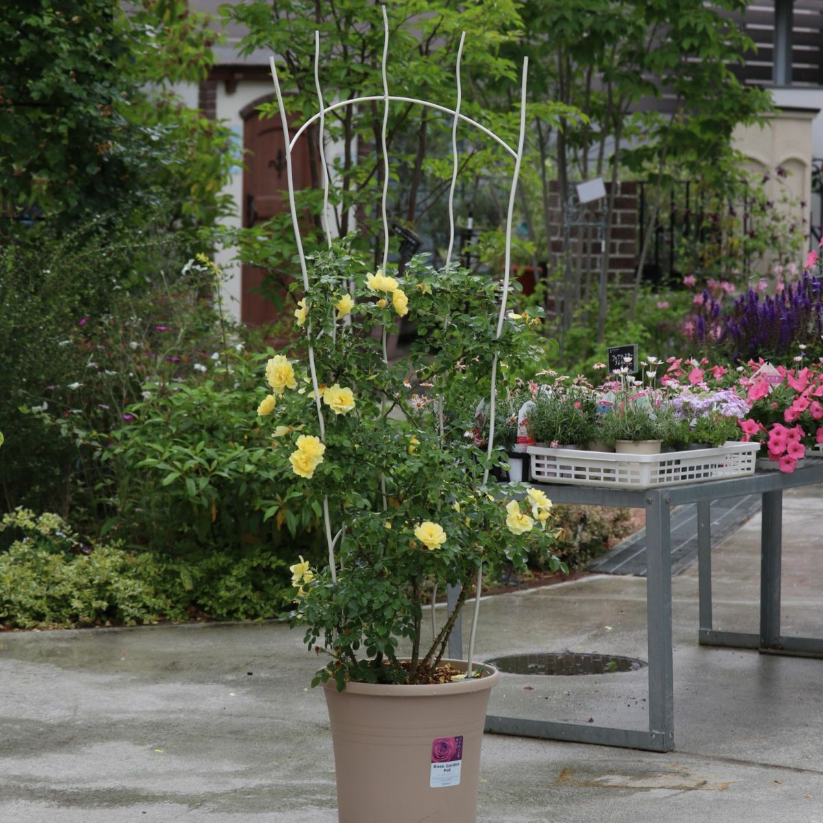 アーチ型のトレリスに誘引したバラの写真