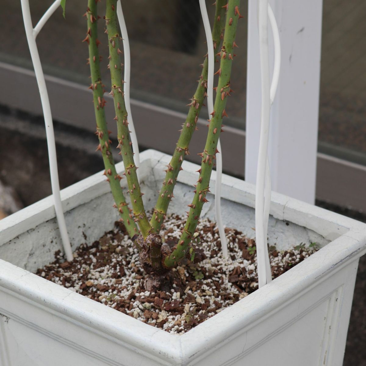 アーチ型のトレリスを鉢に挿している写真