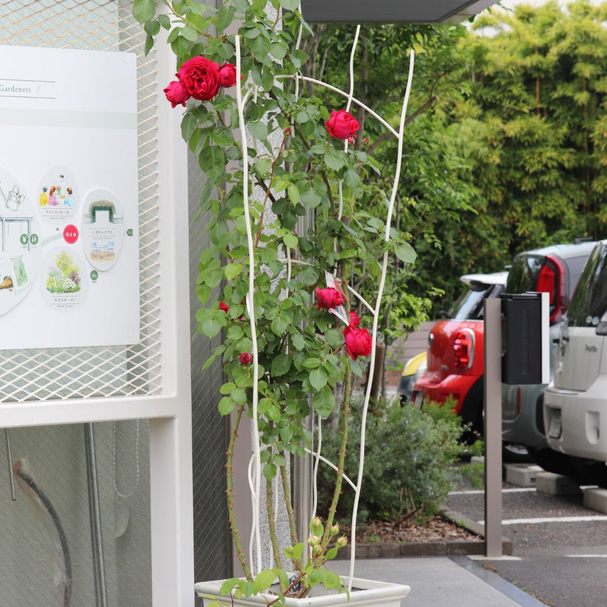 アーチ型のトレリスに誘引したバラの写真