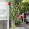 アーチ型のトレリスに誘引したバラの写真