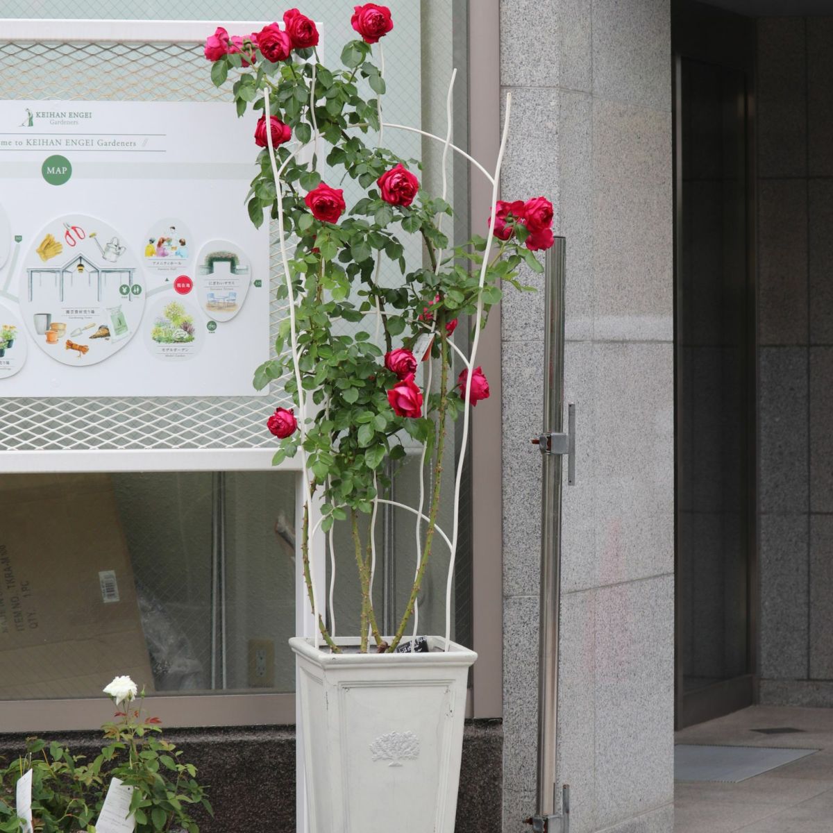 アーチ型のトレリスに誘引したバラの写真