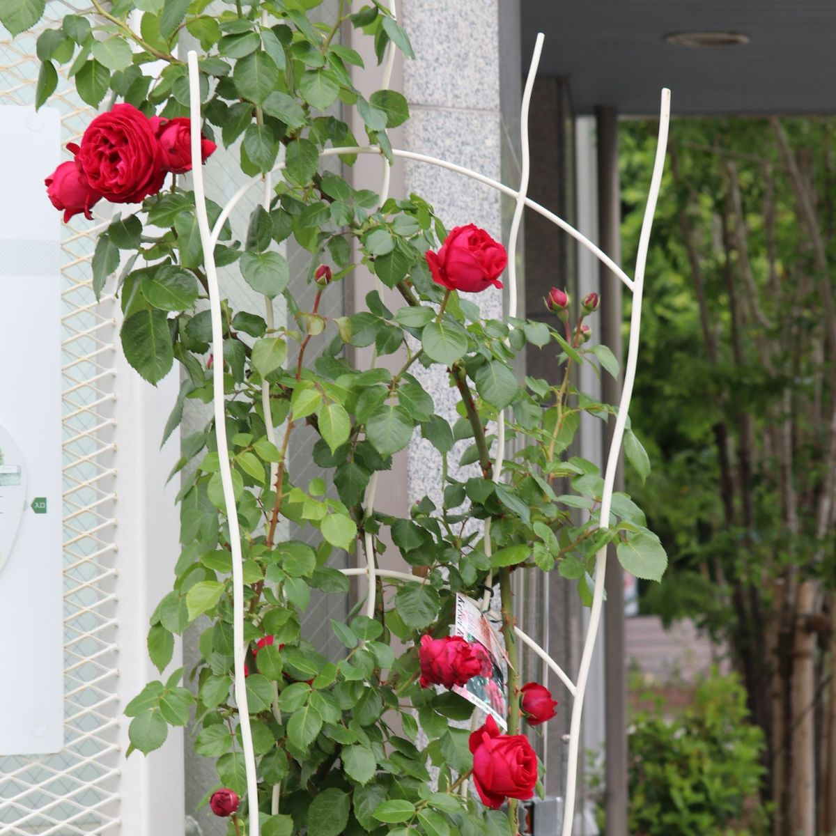 アーチ型のトレリスに誘引したバラの写真